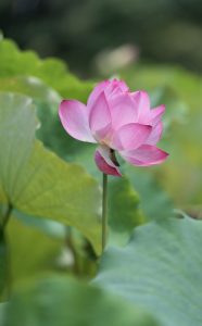 lotus, pink, pink flower-7922612.jpg